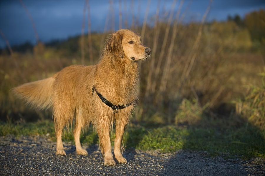 Wet Dog Posed In The Afternoon Light.